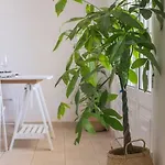 Lisbon Waves Surf Bed and Breakfast *