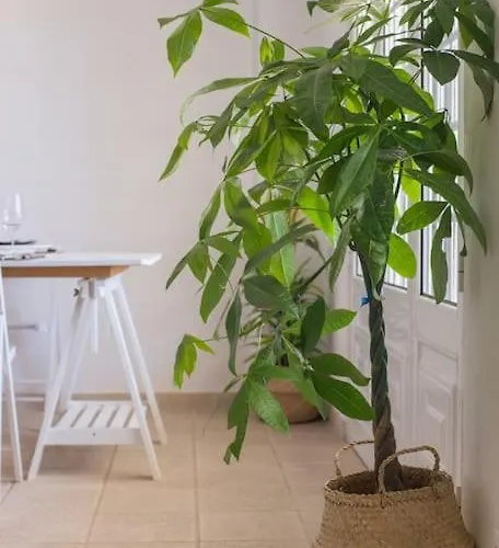 Lisbon Waves Surf Bed & Breakfast *
